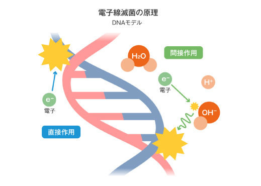 電子線滅菌の原理